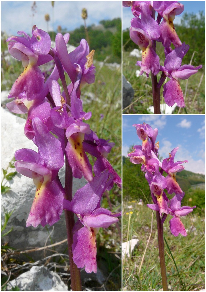 La Valle delle orchidee, Sassano e Monte San Giacomo 9 e 10 maggio 2015